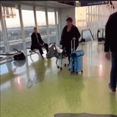 Horse With Saddle Walking Through Airport GIF