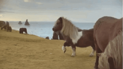 Horses Grazing On A Beach Near Ocean GIF