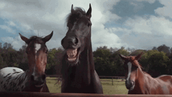 Horses Laughing Out Loud Barn GIF