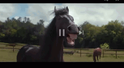 Horses Neigh At Each Other GIF