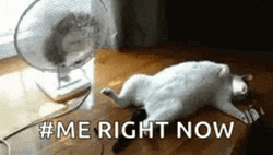 Hot As Hell Cat Solo Fan GIF