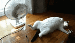 Hot Cat Day GIF