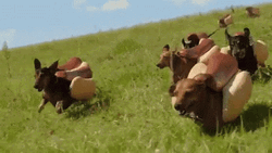 Hot Dog Face Weiner Running Field GIF