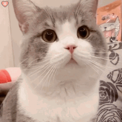 Hot Potato GIF