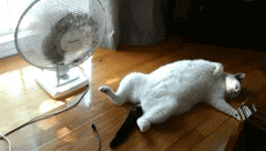 Hot Summer Fan Cat GIF