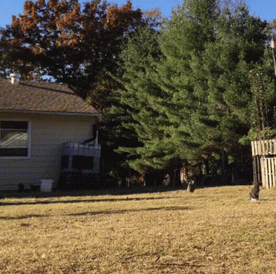 House With Fence And Trees GIF
