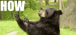 How About No Black Bear GIF