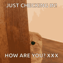 How Are You Just Checking Cat