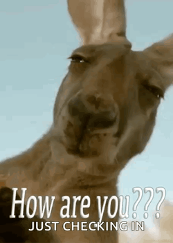 How Are You Just Checking In Kangaroo GIF