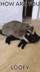 How Are You Raccoon Hugging Cat GIF