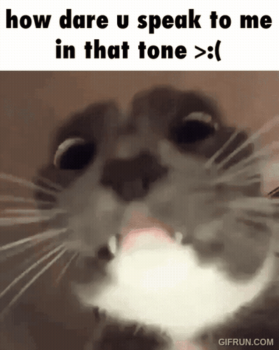 How Dare U Speak To Me Cat GIF