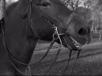How Horse Neigh Smiling GIF