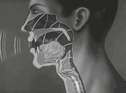 How Human Produces Sound Wave GIF