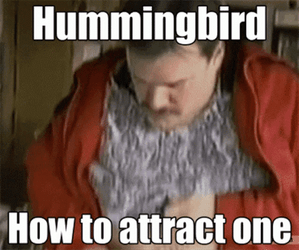 How To Attract Hummingbird GIF