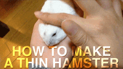 How To Make Thin Hamster Dance GIF