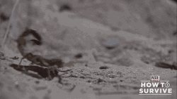 How To Survive Scorpion GIF
