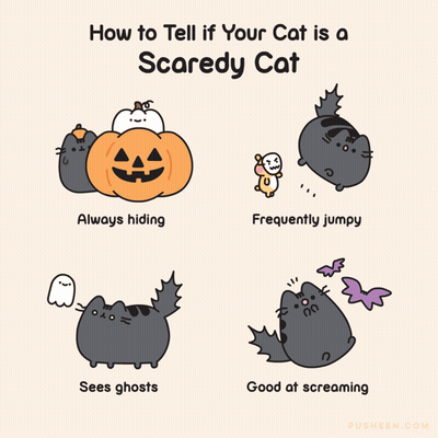 How To Tell If Your Cat Is Scared Poster GIF