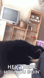 How You Doin Dog  GIF
