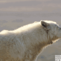 Howl White Wolf GIF