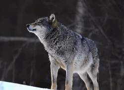 Howl Wolf Winter Season GIF