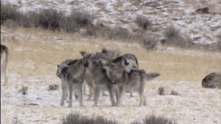 Howling Wolf Pack Members GIF