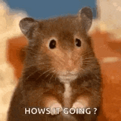 Hows It Going Hi GIF