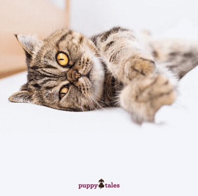 Hug Your Cat Day Poster GIF
