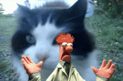 Huge Cat Chasing Scared Beaker GIF