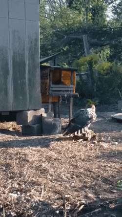Huge Hawk Backyard GIF