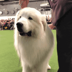 Huge Samoyed Ready For Show GIF
