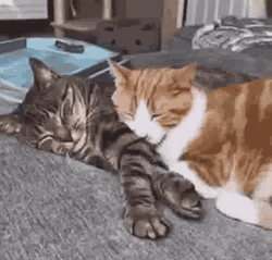 Hugging And Snuggling Cat