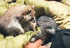 Hugging Cuddle Racoon Cat GIF