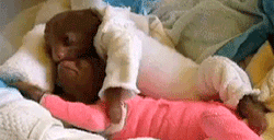 Hugging Cuddling Sloth GIF