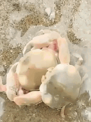 Hugging Cute Crabs  GIF