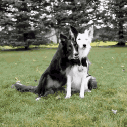 Hugging Dog Friends GIF