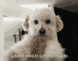 Hugging Fluffy Dog GIF