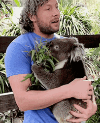 Hugging Sweet Koala Animal