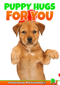 Hugs A You Did What Funny Dog Gif Boop Bork Blep Boof And Hound Dog GIF
