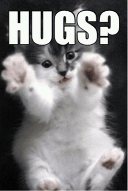 Hugs Cat Meme GIF