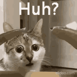 Huh Cat GIF