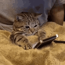 Huh Cat Meme Scrolling GIF