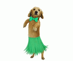Hula Hula Dancing Dog GIF