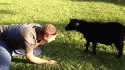 Human And Funny Goat Fight GIF