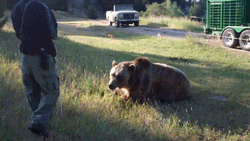 Human And Wild Bear Smooch GIF