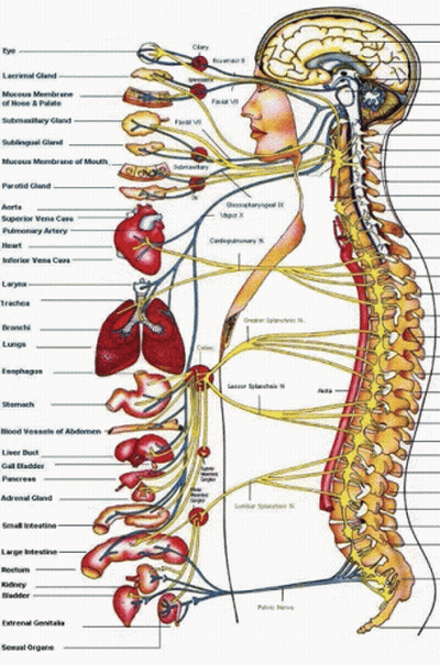 Human Body Diagram With Organs And Connections GIF