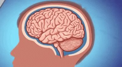 Human Brain Cut In Half GIF