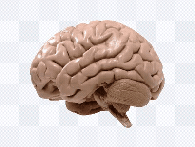 Human Brain Model GIF