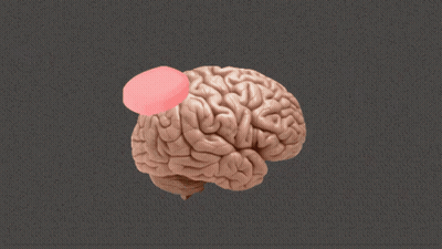 Human Brain Model With Red Circle On Right Side GIF