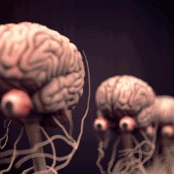 Human Brain On Display GIF