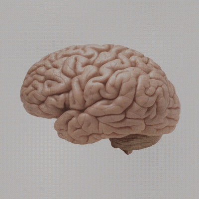 Human Brain GIF